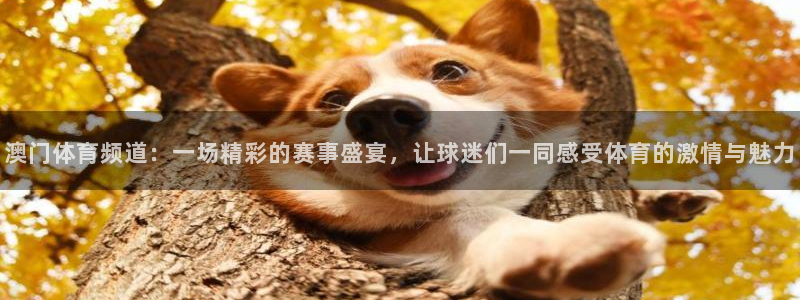 澳门体育频道：一场精彩的赛事盛宴，让球迷们一同感受体育的激情与魅力